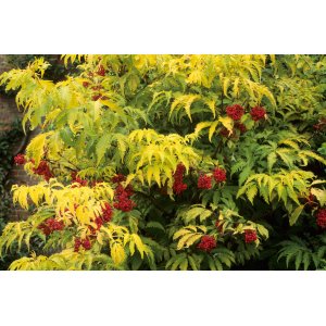 Baza červená (Sambucus racemosa) ´SUTHERLAND GOLD´ - výška 30-50 cm, kont. C2L
